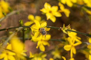 Bees dancing on petals, welcoming spring flowers with spring vitality