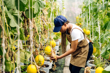 Portrait of of owner african american woman business farmer check quality product, agriculture, healthy, fruit, watermelon in greenhouse melon organic farm