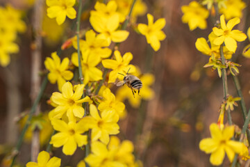 Bees dancing on petals, welcoming spring flowers with spring vitality