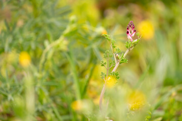 Fumaria officinalis flowering in a meadow .Fumaria officinalis is a herbaceous annual flowering plant,healing for skin problems, blood purification.