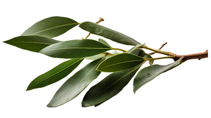 植物, 部品, オリーブ, green leaves, 緑