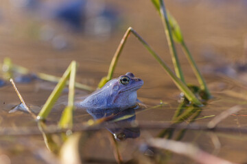 Moorfrosch in der Paarungszeit