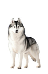 Siberian husky isolate on white background