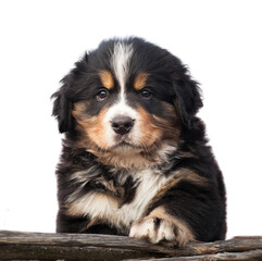 Bernese mountain dog puppy isolate on white background