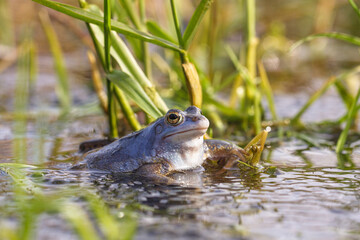 Moorfrosch in der Paarungszeit