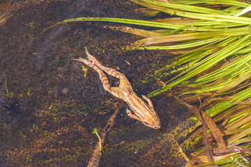 Moorfrosch in der Paarungszeit