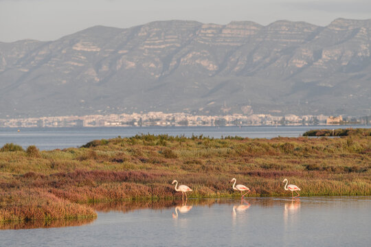 Spain, Catalonia, Three flamingos walking along grassy bank of Ebro river in Llacuna de la Tancada park