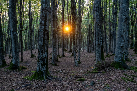 Italy, Tuscany, Camaldoli,ﾠForest trees inﾠParcoﾠNazionaleﾠdelleﾠForesteﾠCasentinesi at sunset