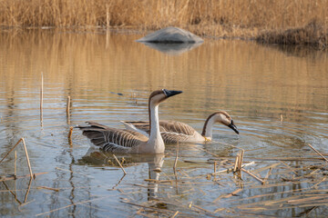 Two geese swimming in the water in Beijing Olympic Forest Park