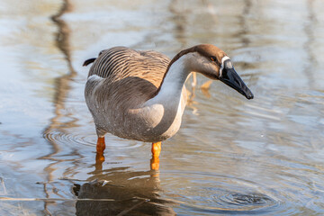 Wild geese searching for food on the shore, their habitat