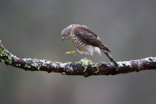 Eurasian sparrowhawkﾠ(Accipiterﾠnisus)ﾠperching on branch