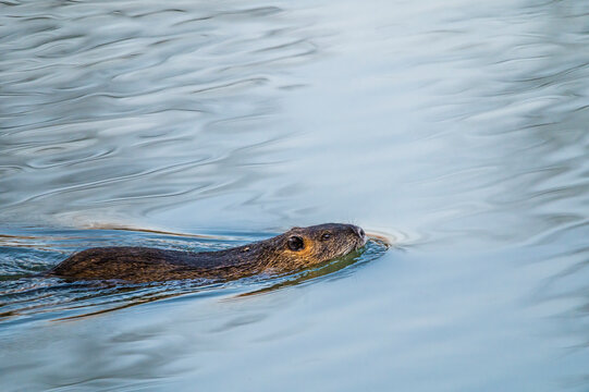 Nutria (Myocastor coypus) swimming in water