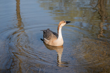Wild geese and gray geese inhabit the ecological environment in water