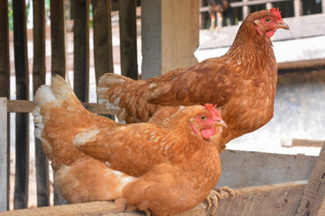 Photo of some native chickens