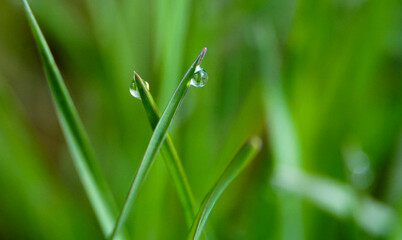 Fototapeta premium raindrops on a grass blade. A beautiful artistic image of beauty and purity of environment..