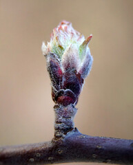 Bud on a young apple tree in spring on a blur background. Close-up,spring season - 588309692