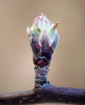 Bud on a young apple tree in spring on a blur background. Close-up,spring season