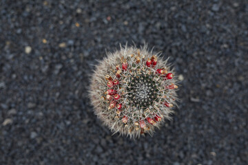 Cactus en la isla de Lanzarote
