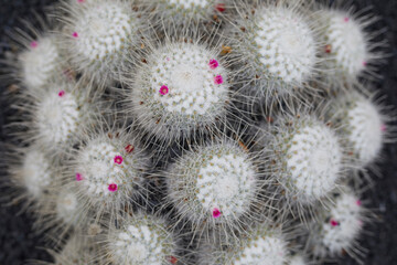 Cactus en la isla de Lanzarote