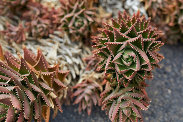 Cactus en la isla de Lanzarote