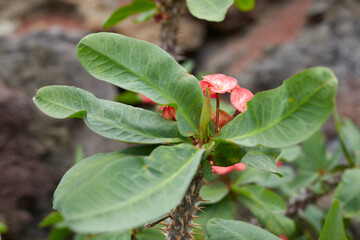 Cactus en la isla de Lanzarote