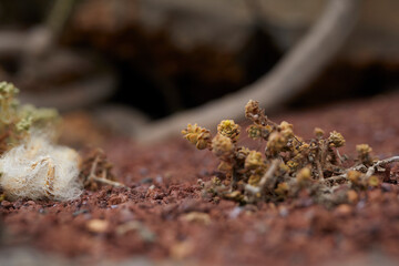 Cactus en la isla de Lanzarote