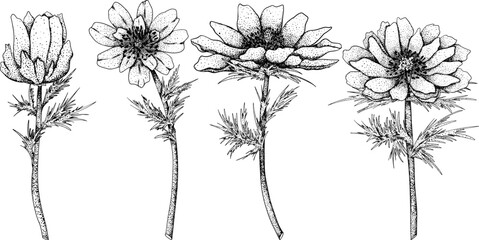 Set Far East Amur adonis (Adonis ramosa) flowers. Hand drawn spring flowers. Monochrome vector botanical illustrations in sketch, engraving style. - obrazy, fototapety, plakaty
