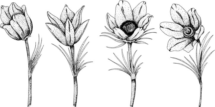 Set pasqueflower (Pulsatilla pratensis) flowers. Hand drawn spring flowers. Monochrome vector botanical illustrations in sketch, engraving style.
