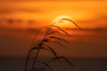 Sunset with a silhouette of grass