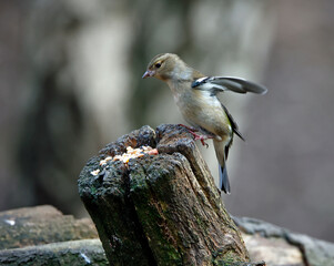 Chaffinches feeding at a woodland site
