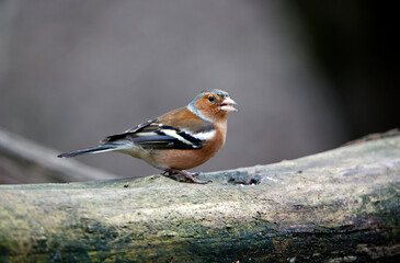 Chaffinches feeding at a woodland site