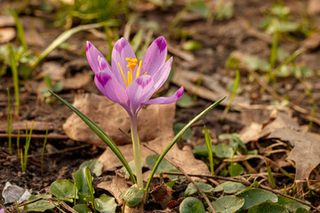 Purple beautiful blooming crocuses in spring against the background of grass