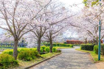 Fototapeta na wymiar 春の駕与丁公園　福岡県糟屋町　 Kayoicho Park in spring. Fukuoka Pref, Kasuya town.