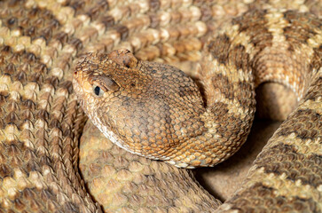 Spotted Rattlesnake. Mitchell's rattlesnake. A white rattlesnake. Crotalus mitchellii.