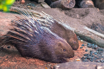 The porcupine is the prickliest of rodents