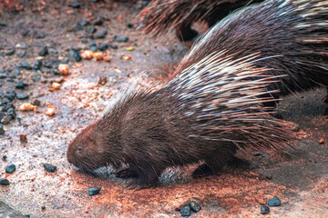 The porcupine is the prickliest of rodents