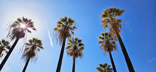 Palm trees against the blue sky, on a sunny day. Bright and rich natural background. Nice, France, Cote d'Azur, French Riviera