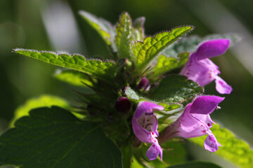 Red dead-nettle flower ( Lamium purpureum ) close-up with purple blossoms and green leaves