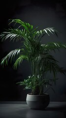 Plant on dark background