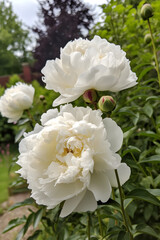 Close up of flowers peonies in white color. Beautiful peony bush in the garden, generative AI