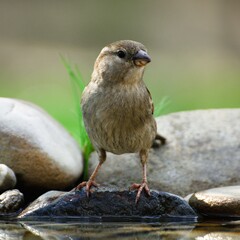  House sparrow, female at bird water hole. Moravia. Czechia. 