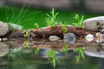 Sprouting willow stick at the bird's water hole. Reflection on the water. 