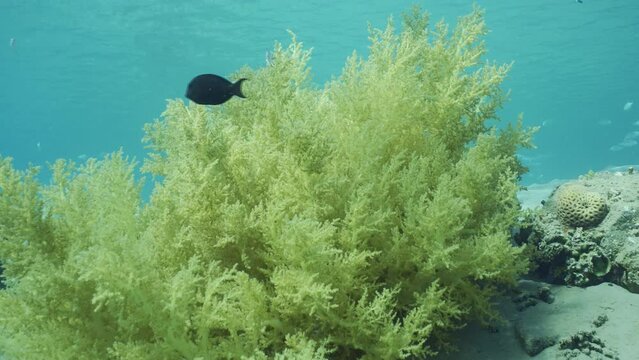 Soft coral Yellow Broccoli or Broccoli coral (Litophyton arboreum) on sandy bottom, tropical fish of different species swim around, on blue water background on sunny day. Camera moving forwards