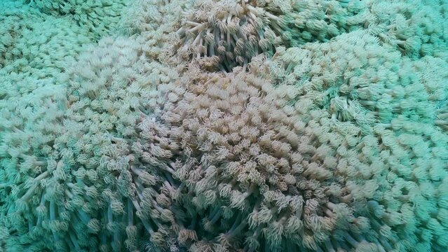 Close-up of Flowerpot coral or Anemone coral (Goniopora columna), Slow motion. Natural underwater backgroun of coral polyps