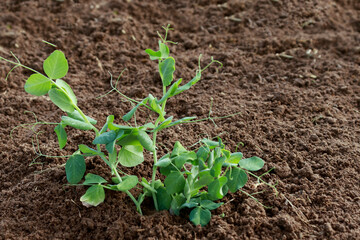 Sprouts of young pea plants grow in rows in a field. Selective focus.