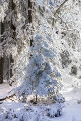 Winter forest in Seefeld, Austria