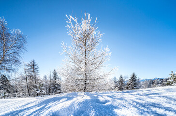 Winter forest in Seefeld, Austria