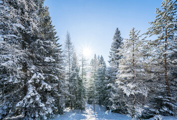Winter forest in Seefeld, Austria