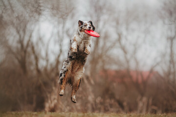 Funny Australian Shepherds dog run and fly for frisbee in spring