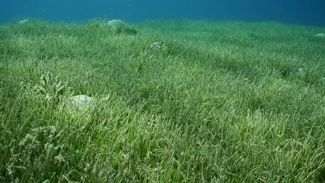 Seabed covered with green seagrass, Slow motion. Moving forward over seagrass meadow with green Round Leaf Sea Grass or Noodle seagrass (Syringodium isoetifolium) in sunlight